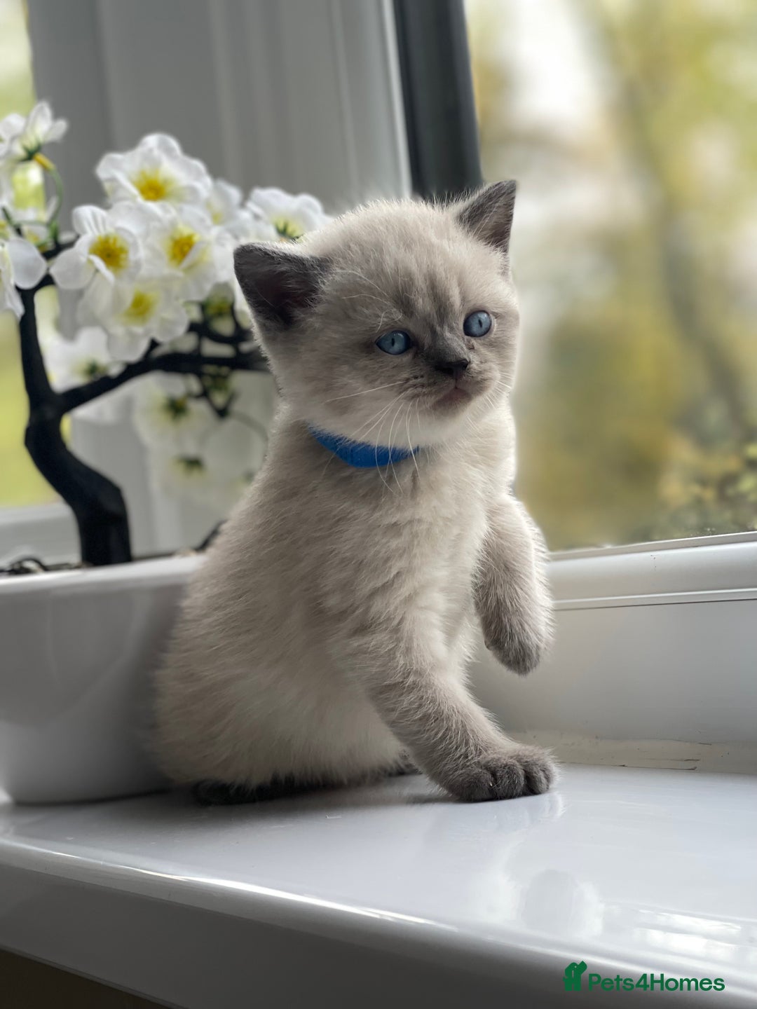 British Shorthair cats for sale: British Shorthair colour point kittens white  - Image 9