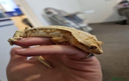 Gecko reptiles for sale: 2x female lilly white with full habistat  - Image 1