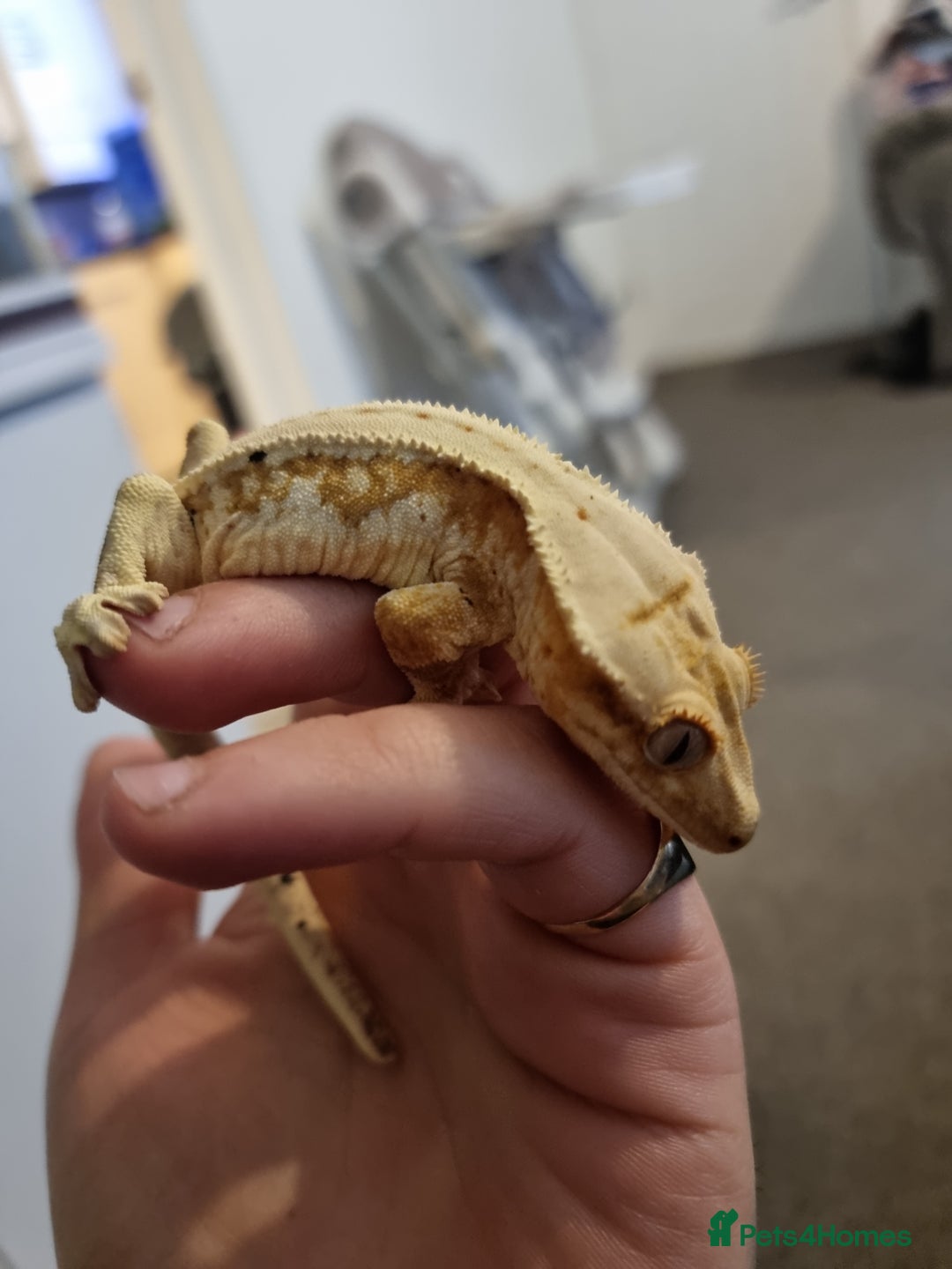 Gecko reptiles for sale: 2x female lilly white with full habistat  - Image 1