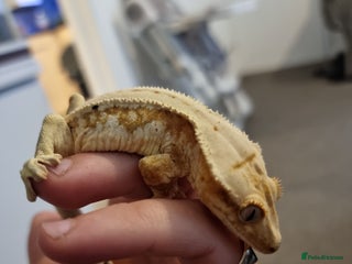 Gecko reptiles - Advert 30