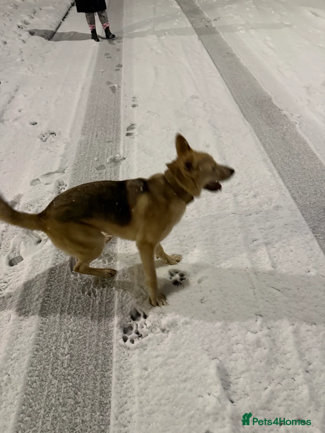 Mixed Breed dogs for sale: gerberian shepsky - Advert 6