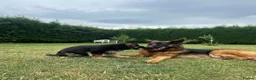 German Shepherd dogs for sale: Outstanding KC Registered German Shepherd Puppies - Advert 2