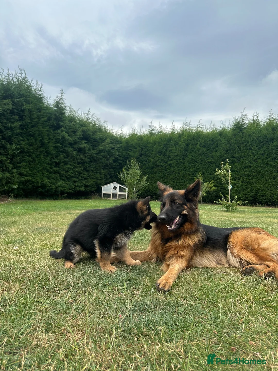 German Shepherd dogs for sale: Outstanding KC Registered German Shepherd Puppies - Advert 2
