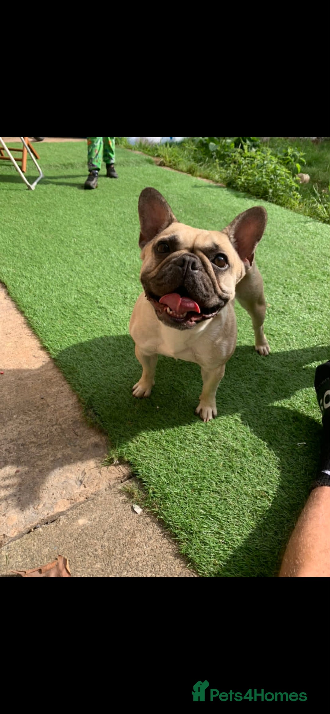 French Bulldog dogs for sale: French bulldog pups - Advert 5