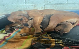 Rhodesian Ridgeback dogs for sale: Fabulous Rhodesian Ridgeback girls - Image 10