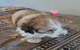 Cavachon dogs for sale: Cavachon Puppies - excellent example!  - Image 25