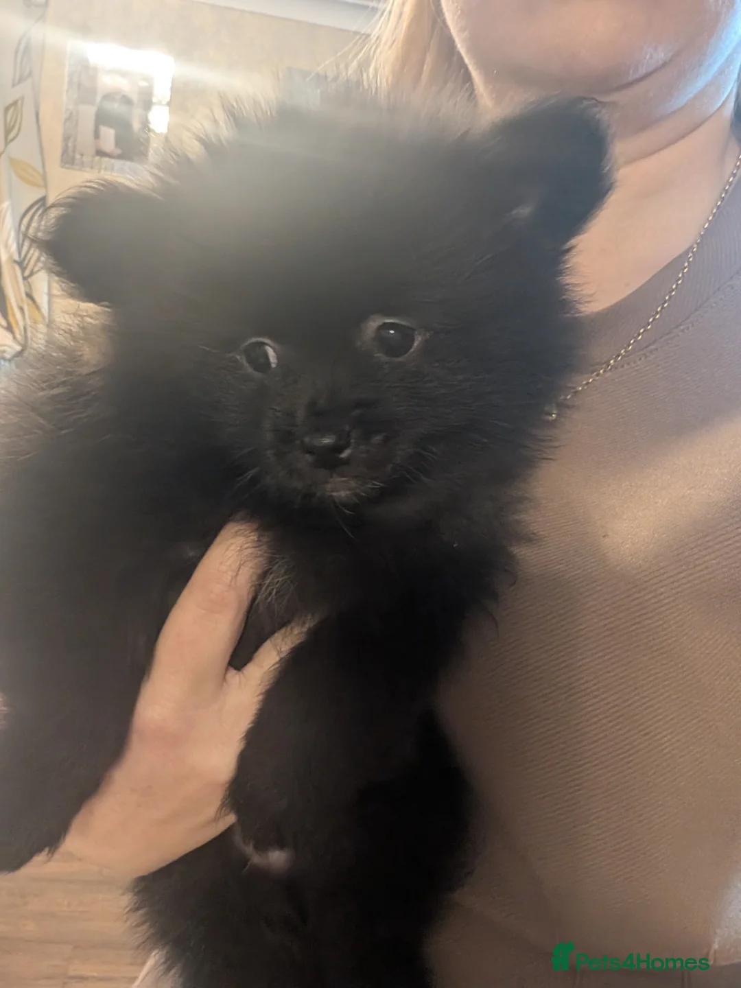 Pomeranian dogs for sale: Miniature Pomeranians - Advert 9