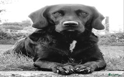 Springador dogs for sale: Gorgeous Springador Puppies Looking For New Homes  - Image 3