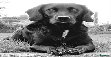 Springador dogs - Advert 6