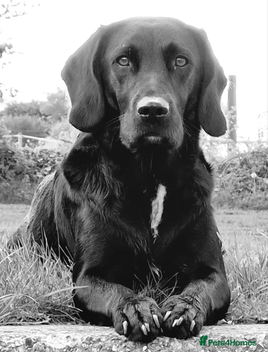 Springador dogs for sale: Gorgeous Springador Puppies Looking For New Homes  - Image 3