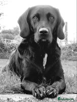 Springador dogs - Advert 12