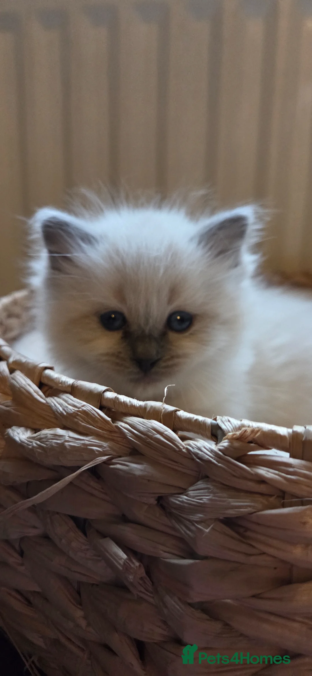 Ragdoll cats for sale: Ragdoll blue point kittens - Advert 1