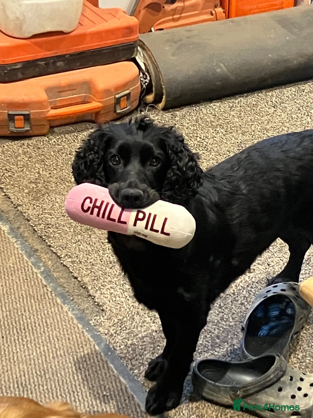 Cocker Spaniel dogs for sale: Working cockers  - Advert 2