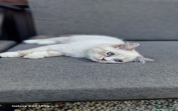 Neva Masquerade cats for sale: Siberian Neva Masquarade Kitten - Image 6