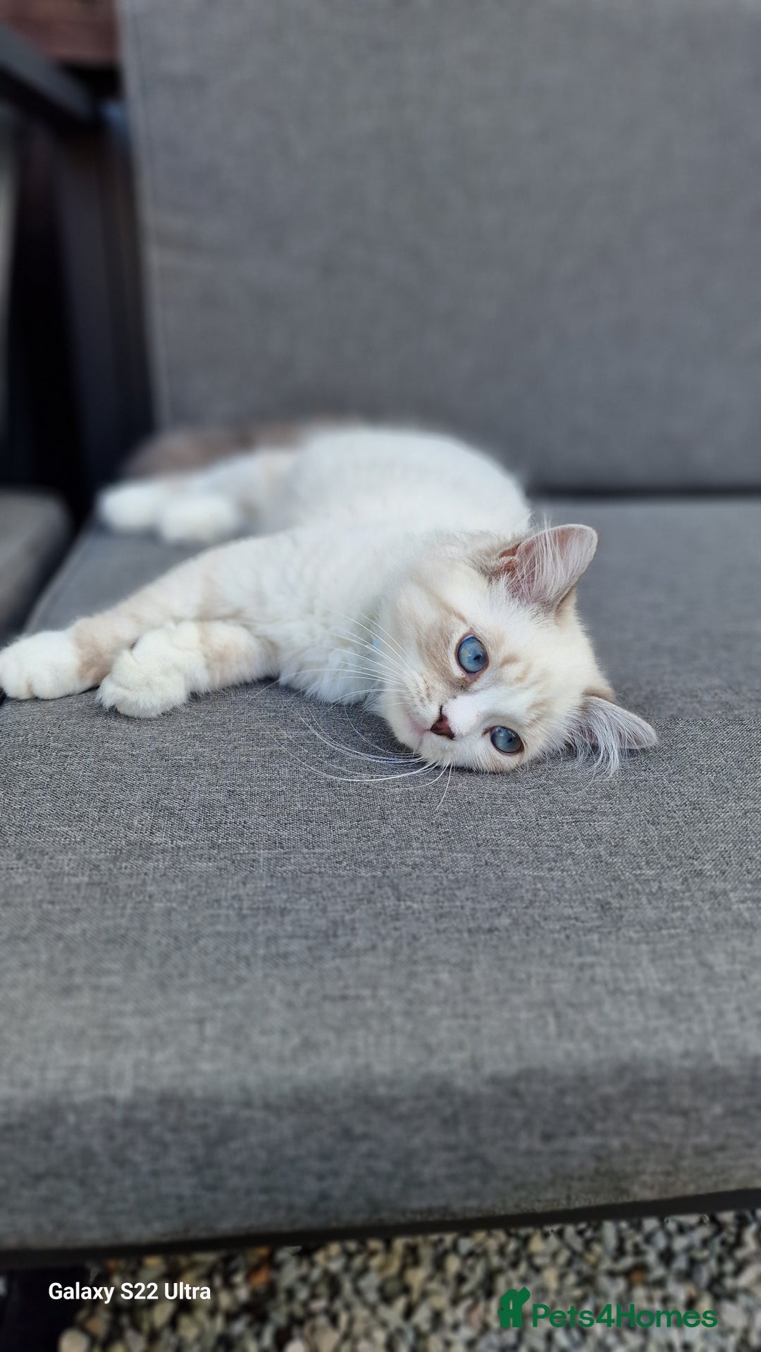 Neva Masquerade cats for sale: Siberian Neva Masquarade Kitten - Image 6