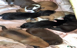 Mixed Breed dogs for sale: Mixed Breed puppies  - Advert 2