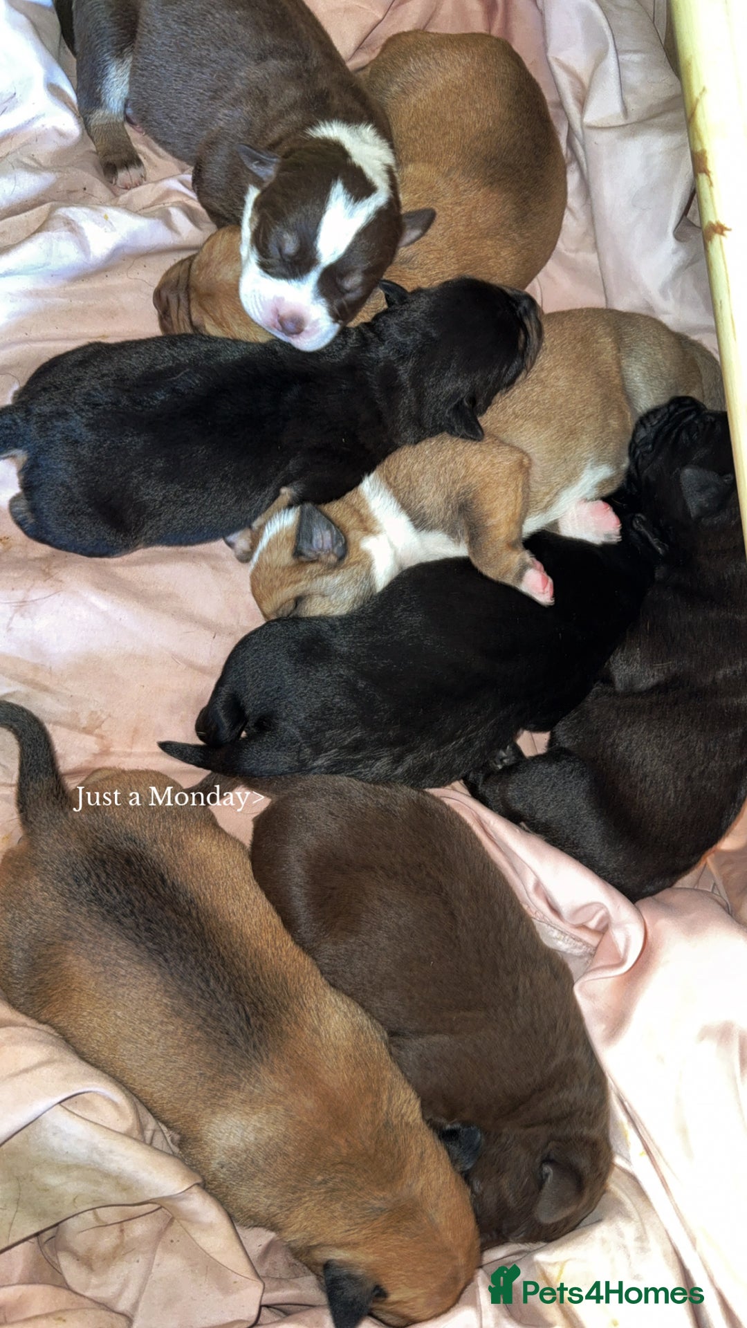 Mixed Breed dogs for sale: Mixed Breed puppies  - Advert 2