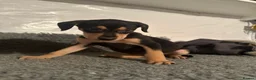 Lurcher dogs for sale: Lurcher puppies in Grange-over-Sands - Advert 12