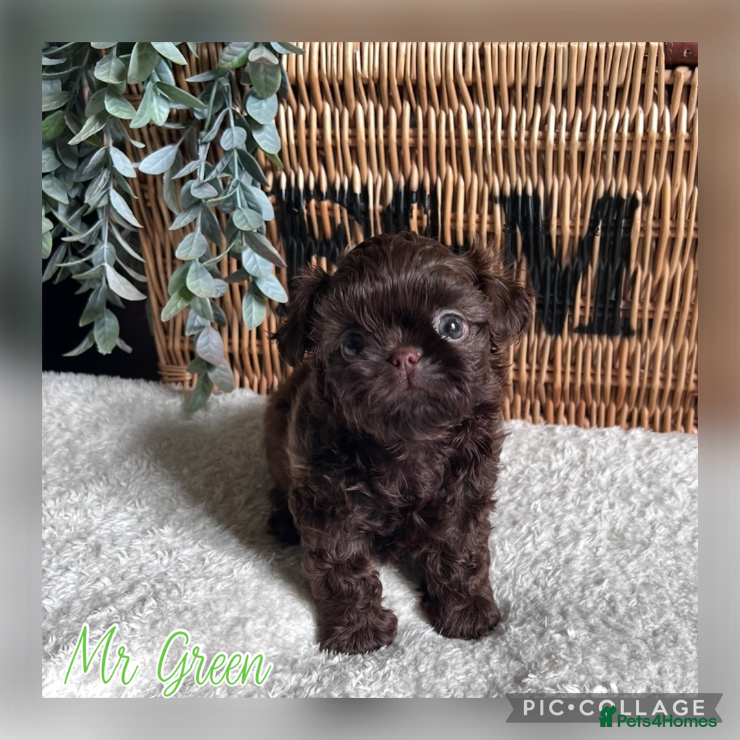 Shih Tzu dogs for sale: Stunning KC chocolate imperial Shihtzu puppies - Image 17