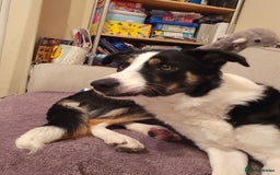 Border Collie dogs for sale: Beautiful female border collie  - Image 7