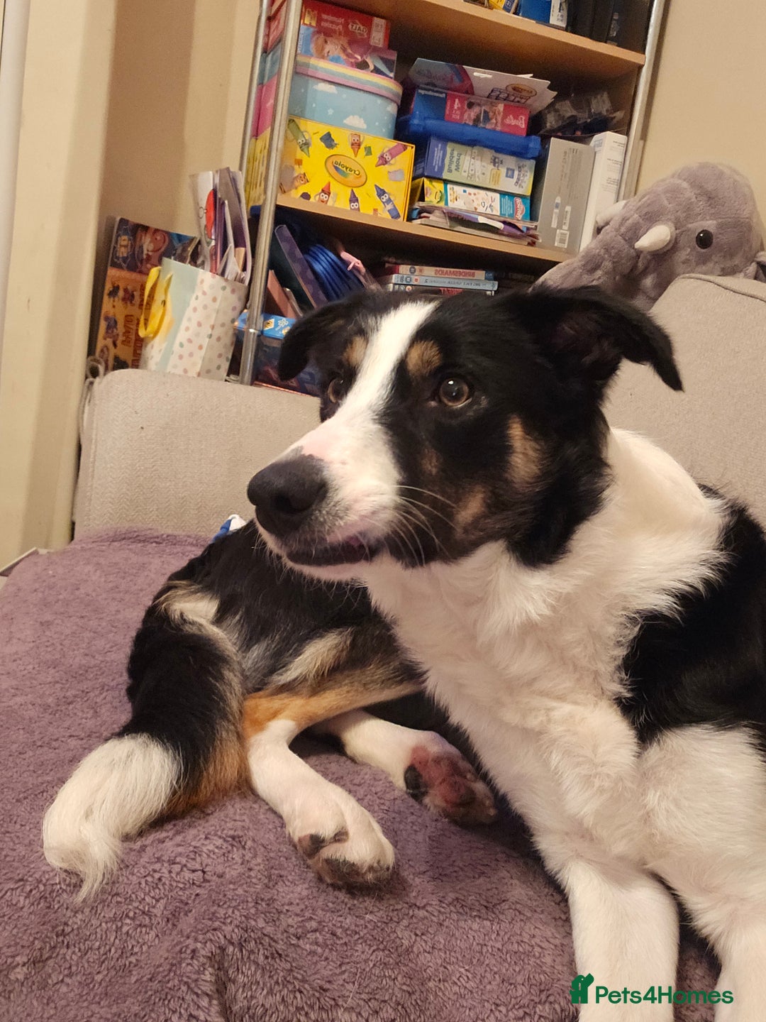 Border Collie dogs for sale: Beautiful female border collie  - Image 7