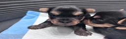 Yorkshire Terrier dogs for sale: Yorkshire Terrier Puppies  - Advert 6