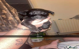 Lurcher dogs for sale: Lurcher puppies - Image 7