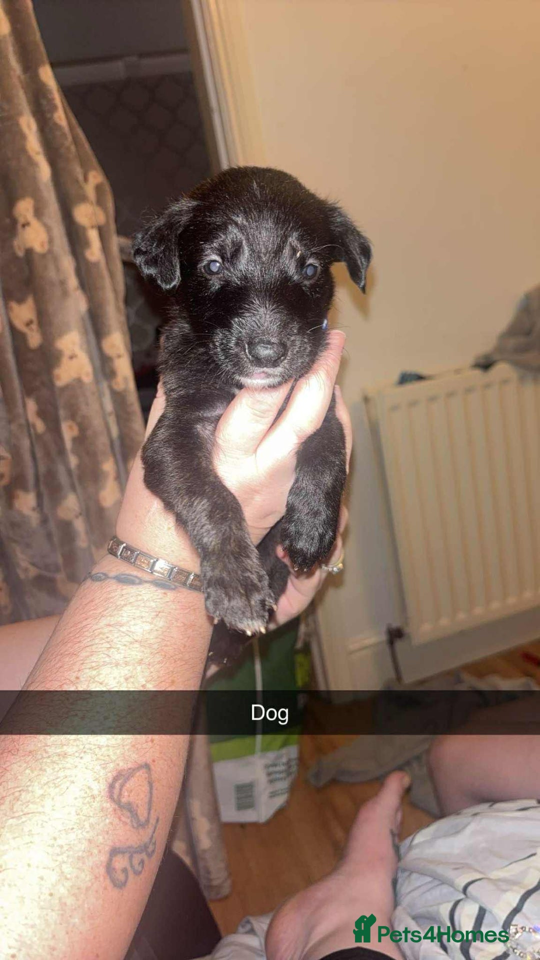 Lurcher dogs for sale: Lurcher puppies - Image 7