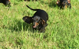 Miniature Dachshund dogs for sale: Mini smooth dachshund one boy available  in Newton Abbot - Image 15