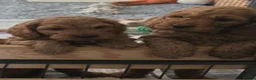 Cockapoo dogs for sale: Stunning f1 fox red cockapoos  - Advert 6