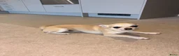 Chihuahua dogs for sale: Chihuahua puppy 8 months old - Advert 2