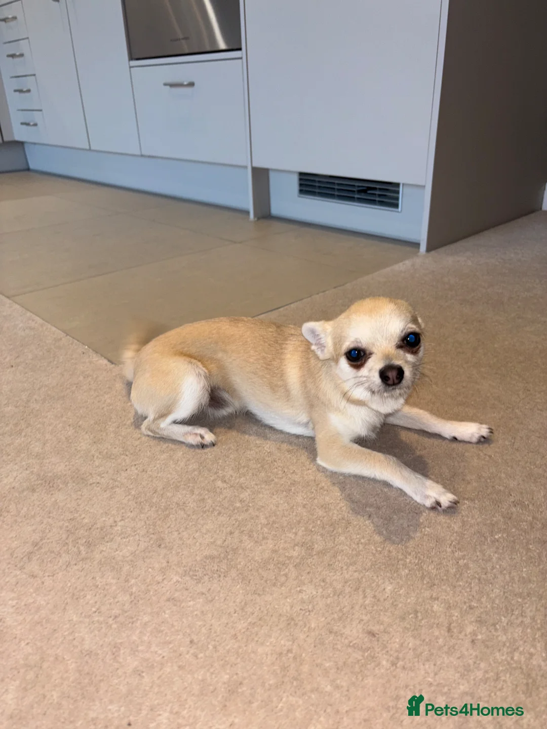 Chihuahua dogs for sale: Chihuahua puppy 8 months old - Advert 2