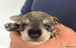 Miniature Schnauzer dogs for sale: Home reared bundles of love - Image 10