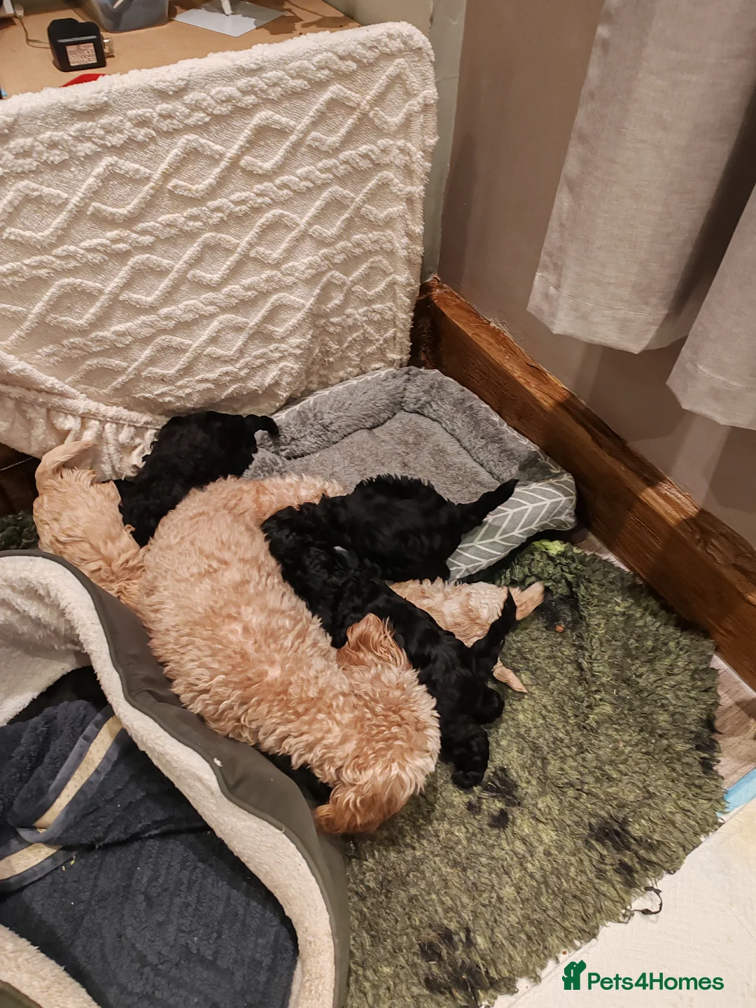 Cavapoo dogs for sale: Beautiful Cavapoos  - Advert 8