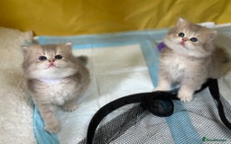 British Longhair cats for sale: Blue golden shaded of the world 🏆's offspring - Image 7