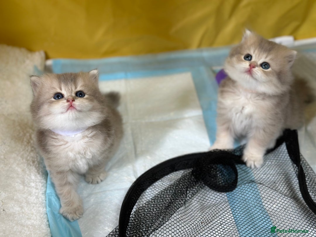 British Longhair cats for sale: Blue golden shaded of the world 🏆's offspring - Image 7