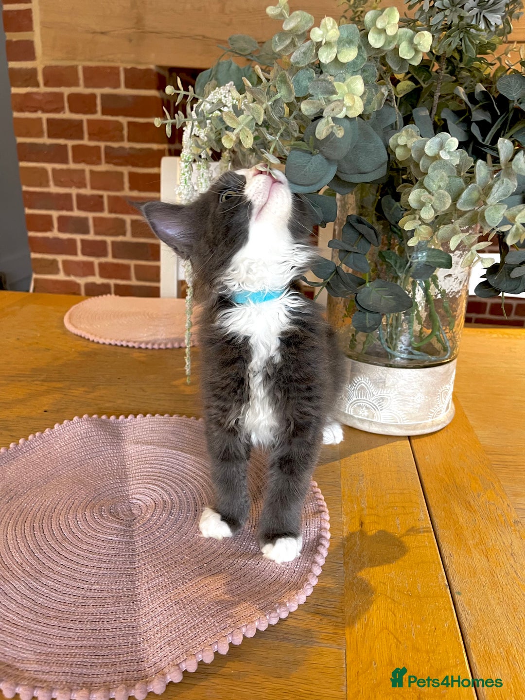 Maine Coon cats for sale: 😻GCCF HUGE RUSSIAN/GERMAN IMPORT MC KITTENS 😻 - Image 23