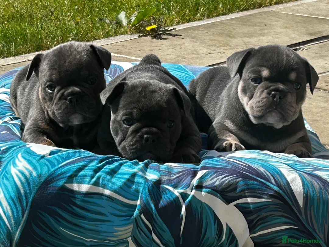 French Bulldog dogs for sale: Beautiful litter of French Bulldog Puppies! - Advert 28