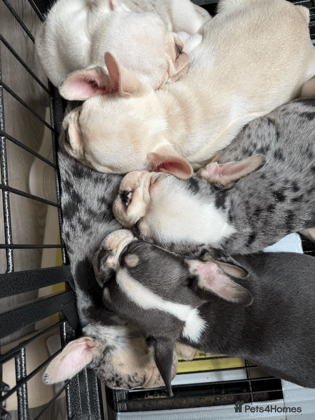 French Bulldog dogs for sale: French Bulldog Puppies for Sale Top Quality,  - Image 2