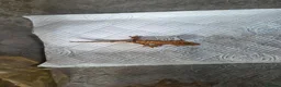 Gecko reptiles for sale: 2 crested babies for sale. - Advert 9
