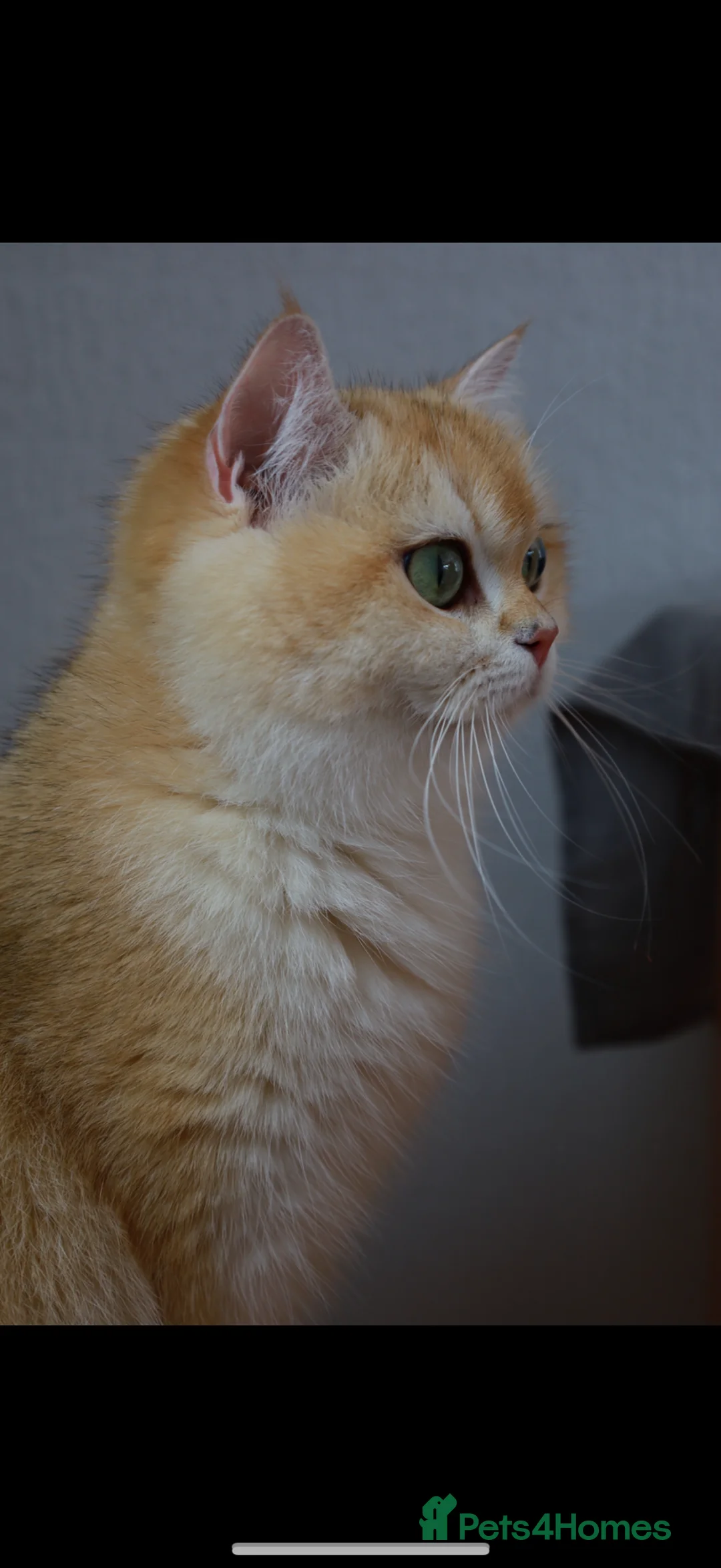 British Longhair cats for sale: chocolate gold n12.girl.TICA reg - Advert 2