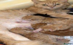 Maine Coon cats for sale: Gorgeous Maine coone kittens  - Image 16