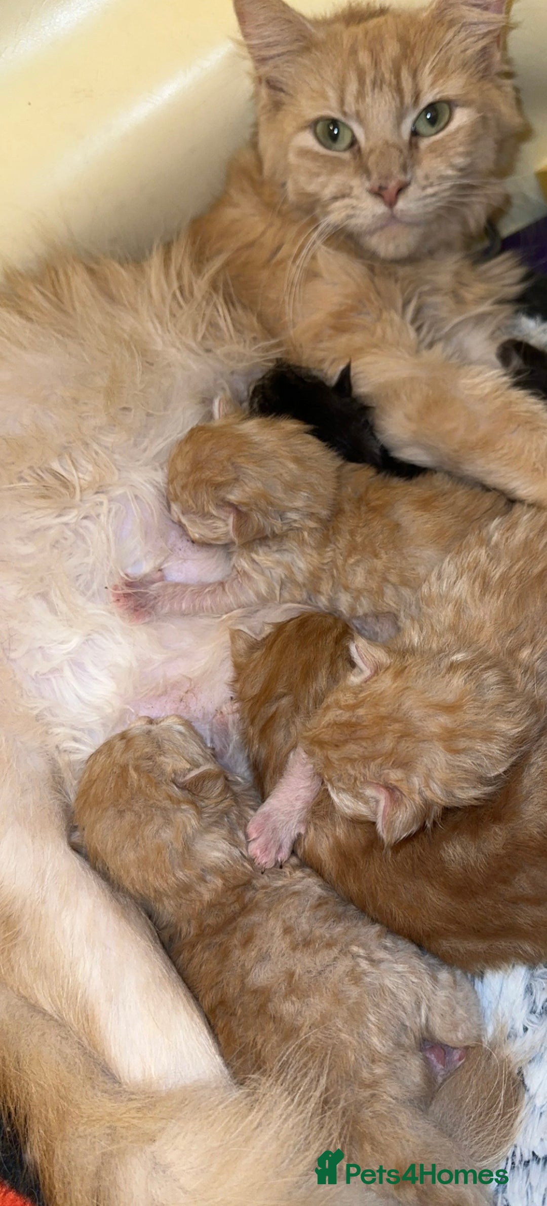 Maine Coon cats for sale: Gorgeous Maine coone kittens  - Image 16