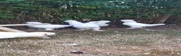 Chickens poultry for sale: Sultan chickens for sale in Stockton-on-Tees - Advert 3