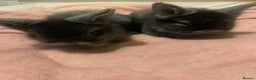 Lionhead rabbits for sale: Bouncing bunnies  - Advert 5