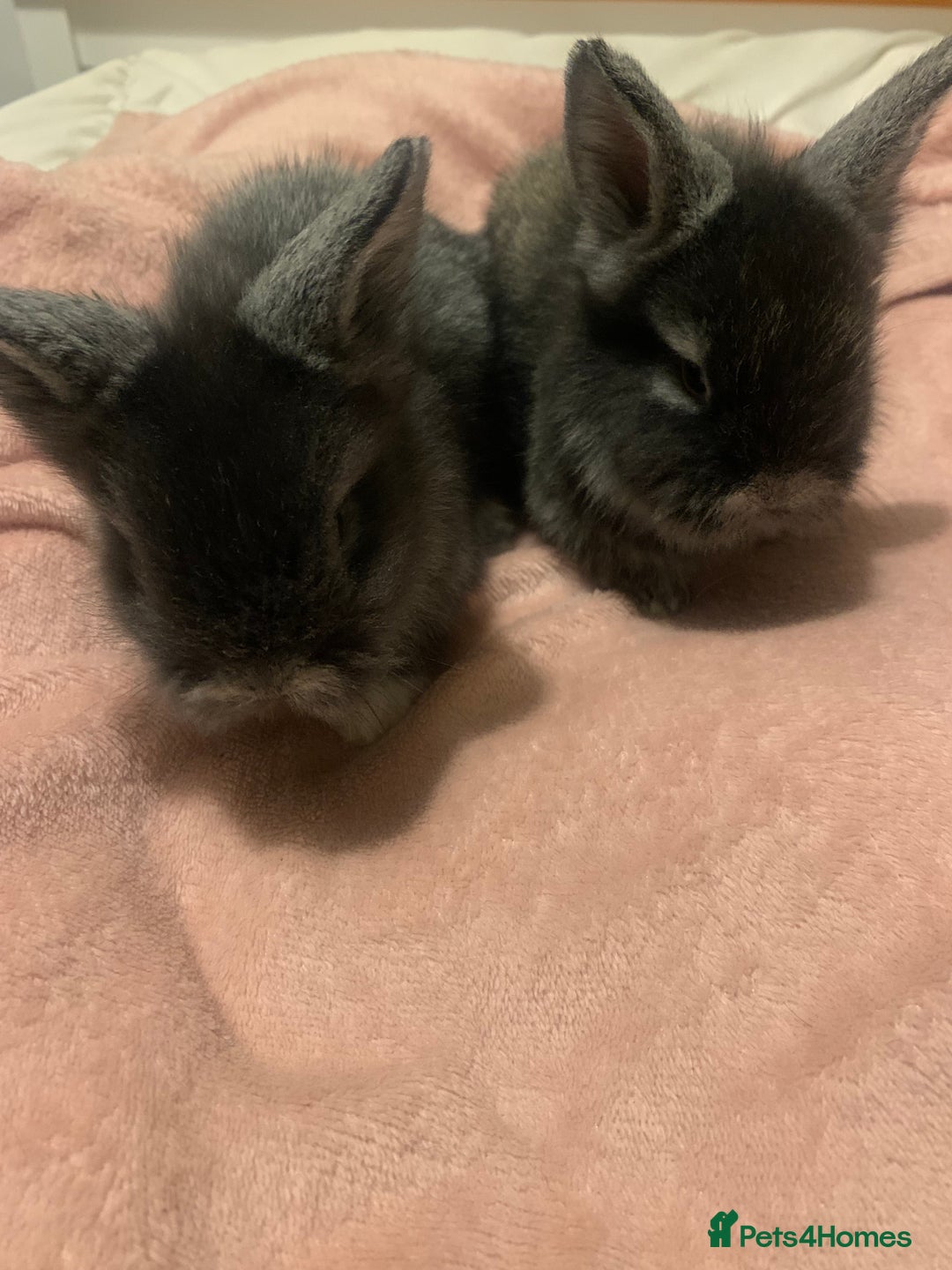 Lionhead rabbits for sale: Bouncing bunnies  - Advert 5