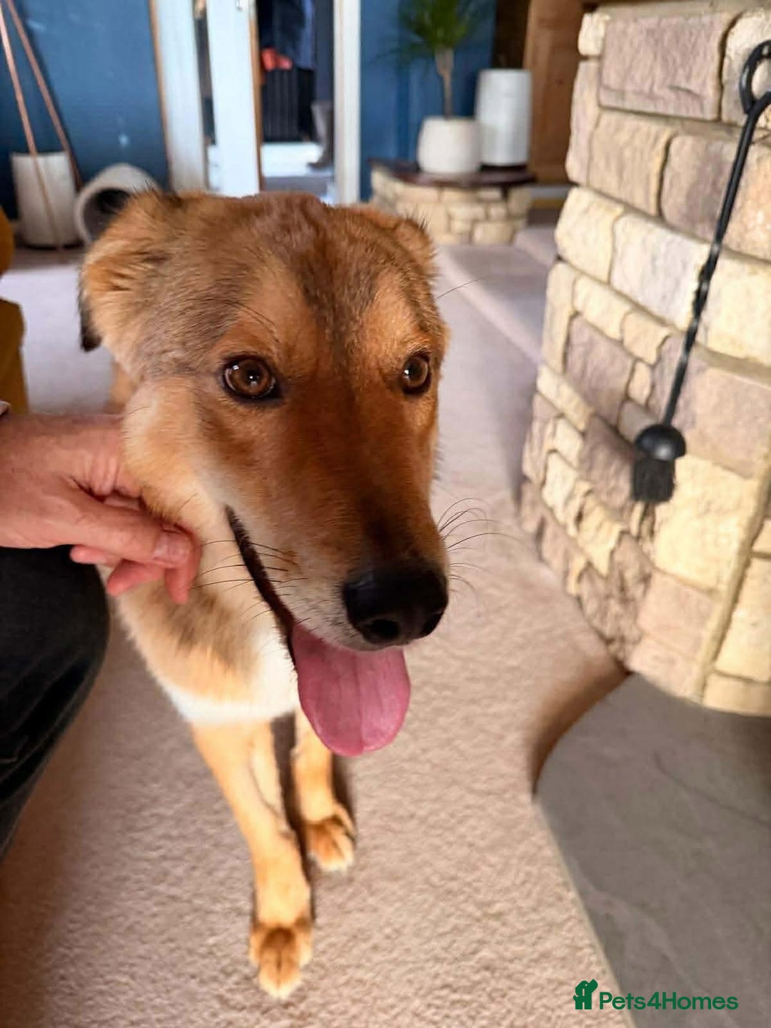 Mixed Breed dogs for adoption: Fox - Milton Keynes  - Advert 13