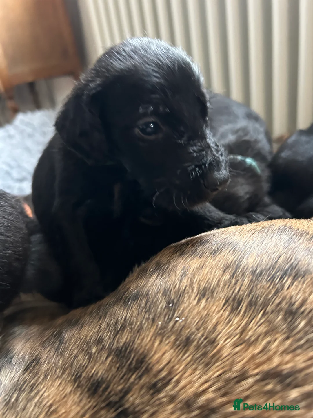 Mixed Breed dogs for sale: First cross bedlington whippet pups available  - Advert 7