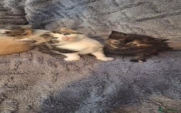 Maine Coon cats for sale: Maincoon cross playful kitten's  - Image 8