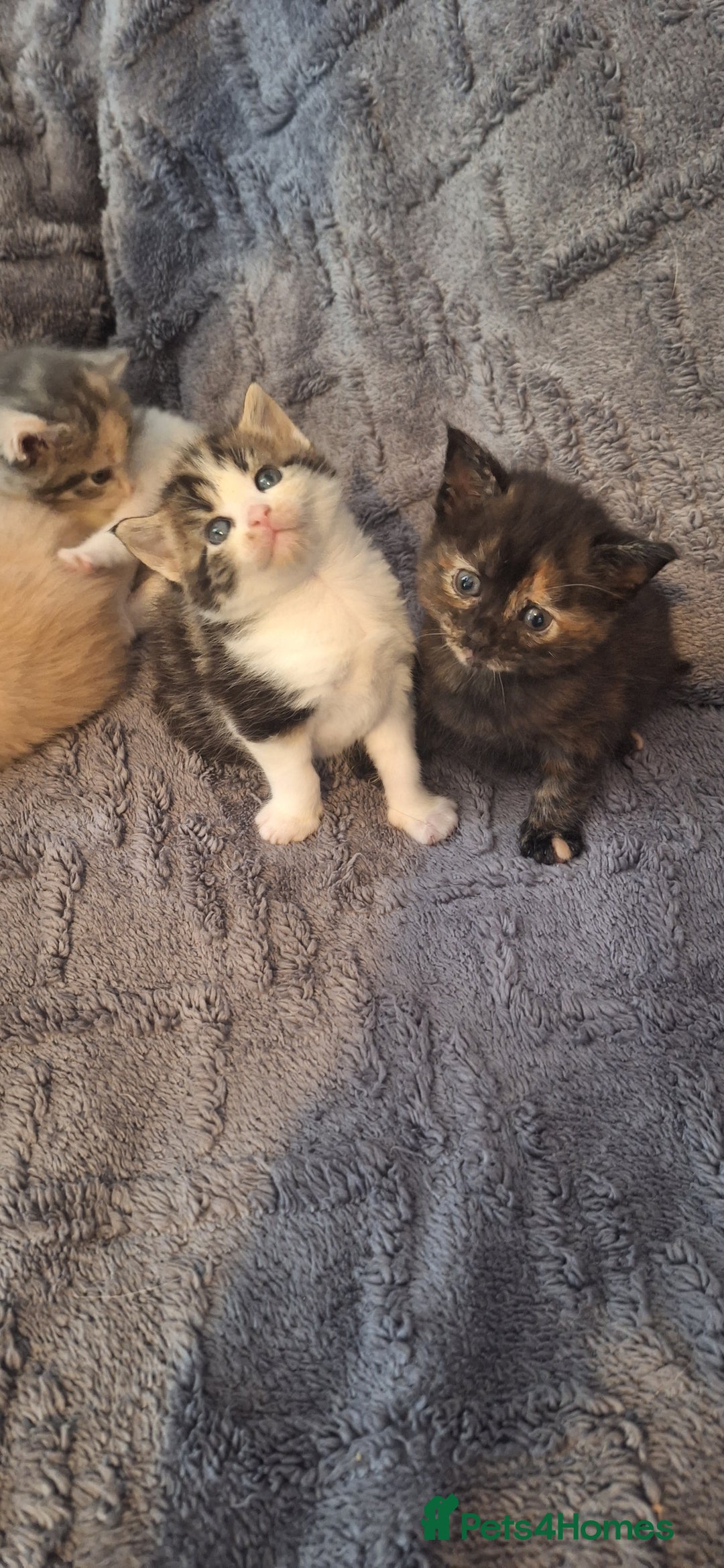 Maine Coon cats for sale: Maincoon cross playful kitten's  - Image 8